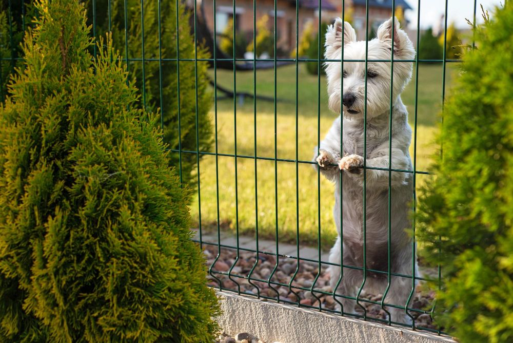 Pet-Friendly Fencing Solutions for Your Home