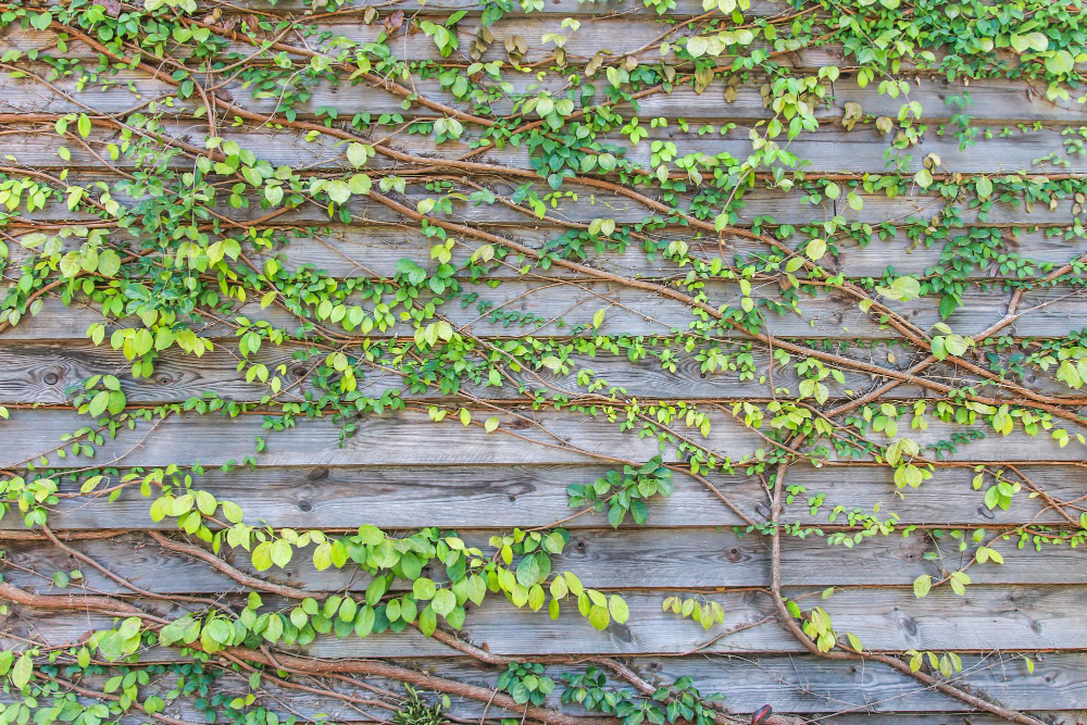 Fence-Friendly Vines to Enhance Your Orlando Home