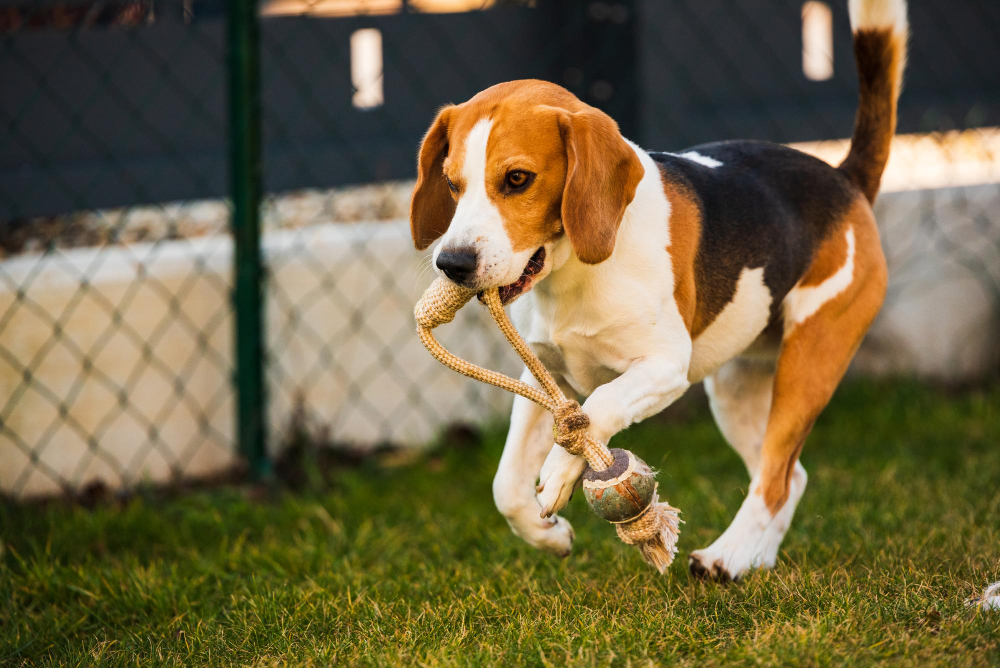 Why Chain-Link is the Best Option for Dog Parks and Kennels